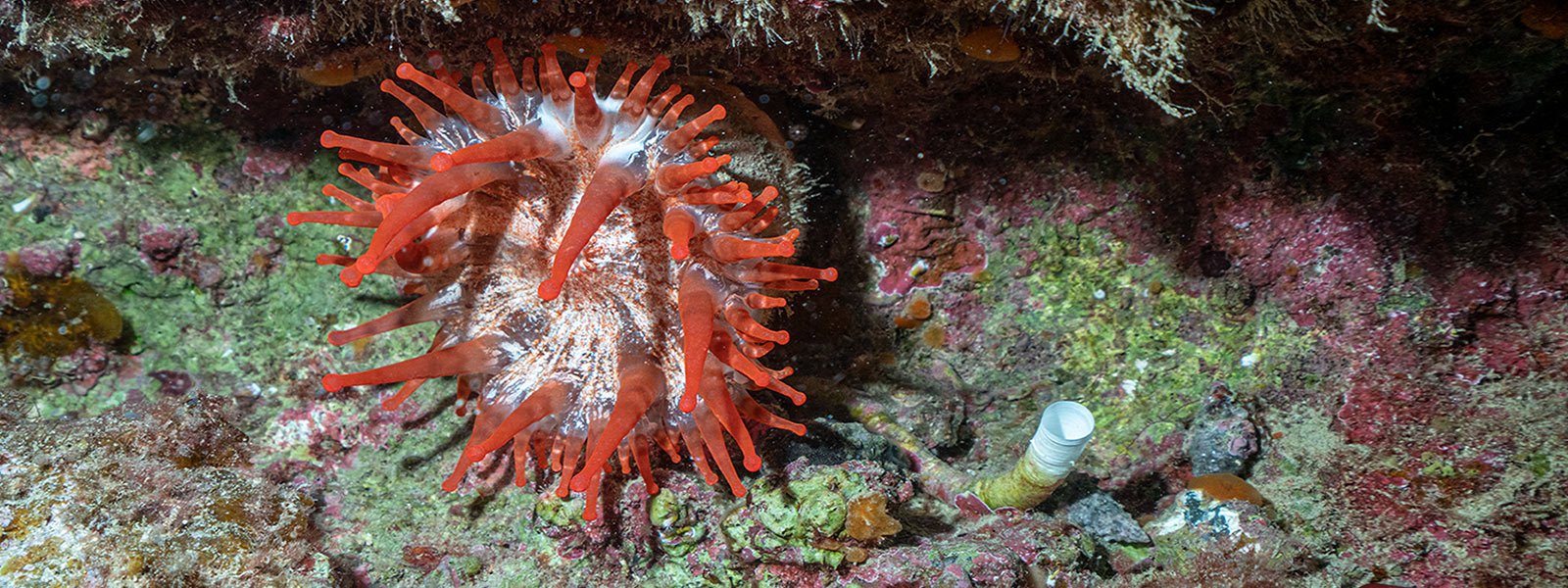 Rot/weiße Keulenanemone am Meeresboden.