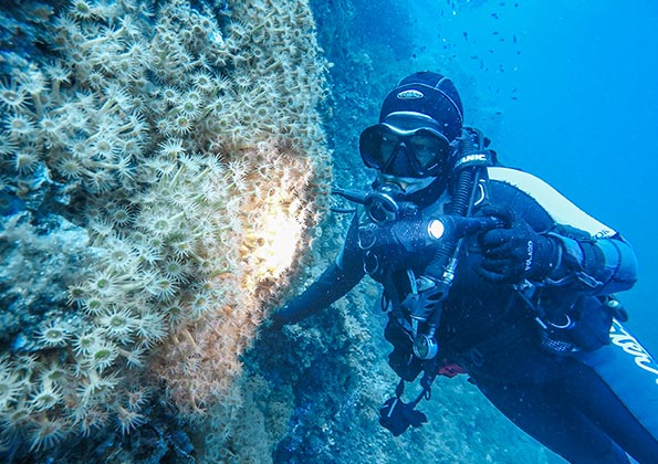 Ein Taucher im offenen Wasser betrachtet eine Kolonie Seeanemonen an einem Felsen.